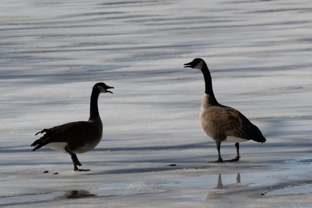 a meeting of two geese
