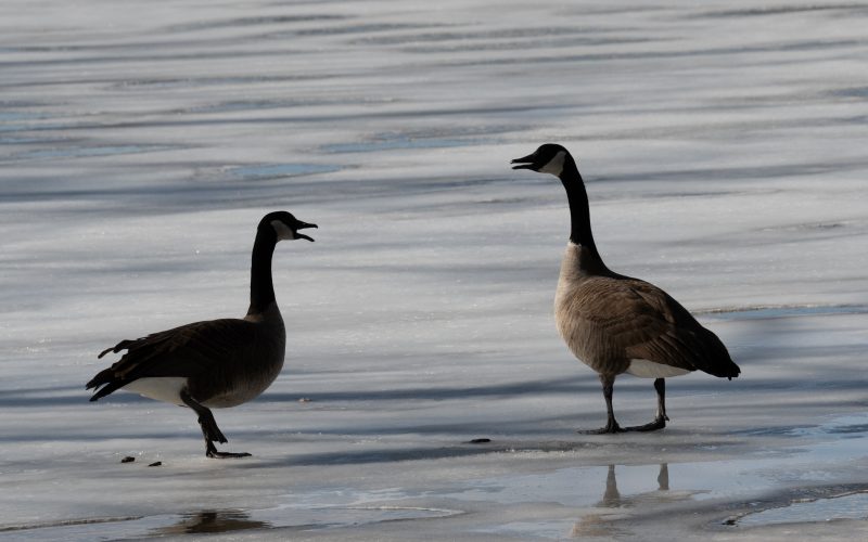 a meeting of two geese