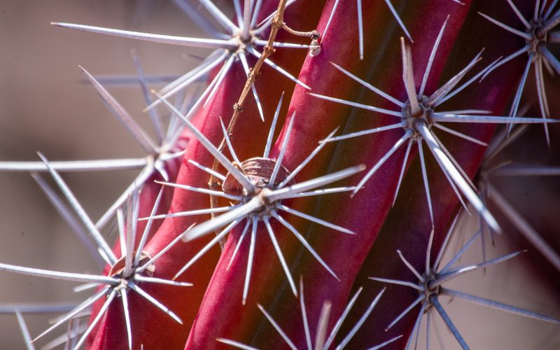 Cactus spikes as a metaphor for estrangement