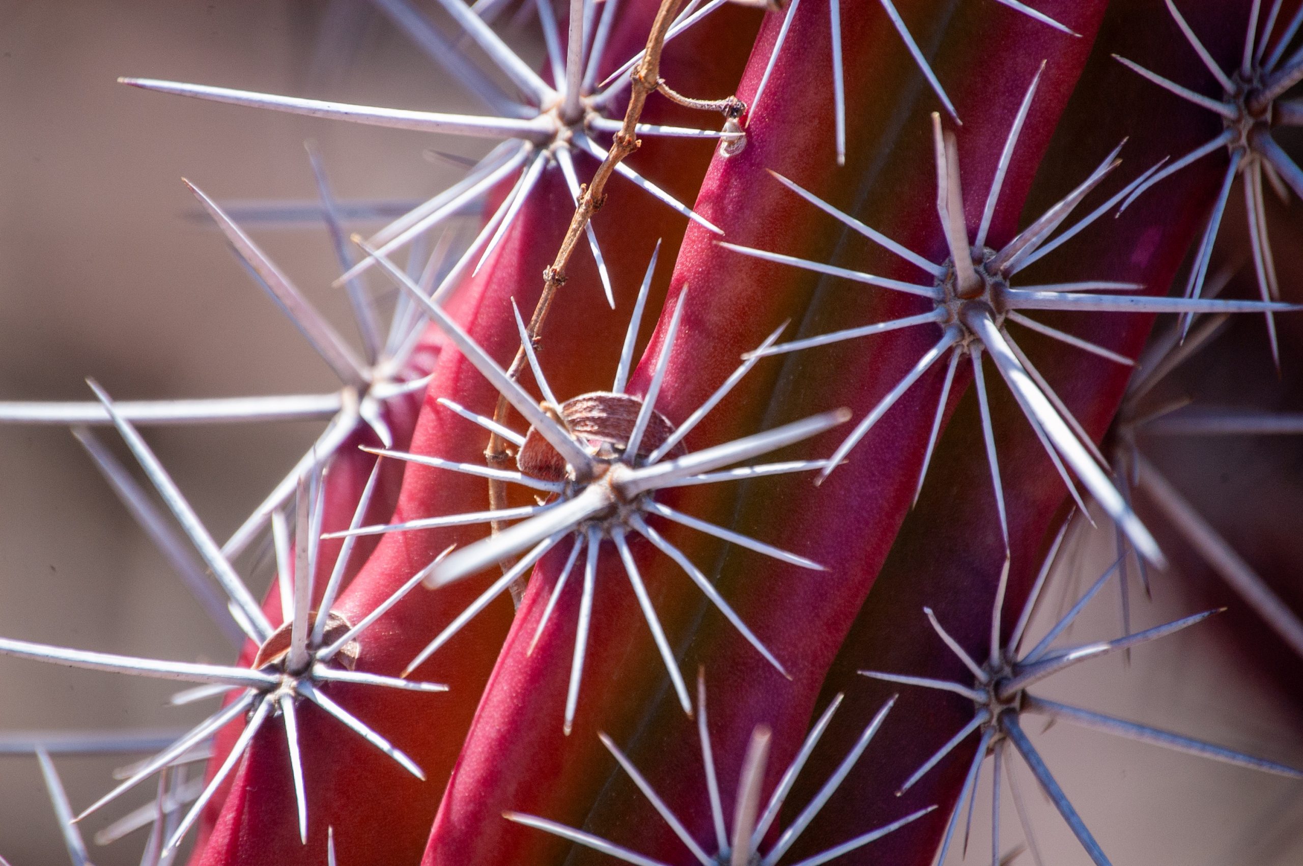 Cactus spikes as a metaphor for estrangement